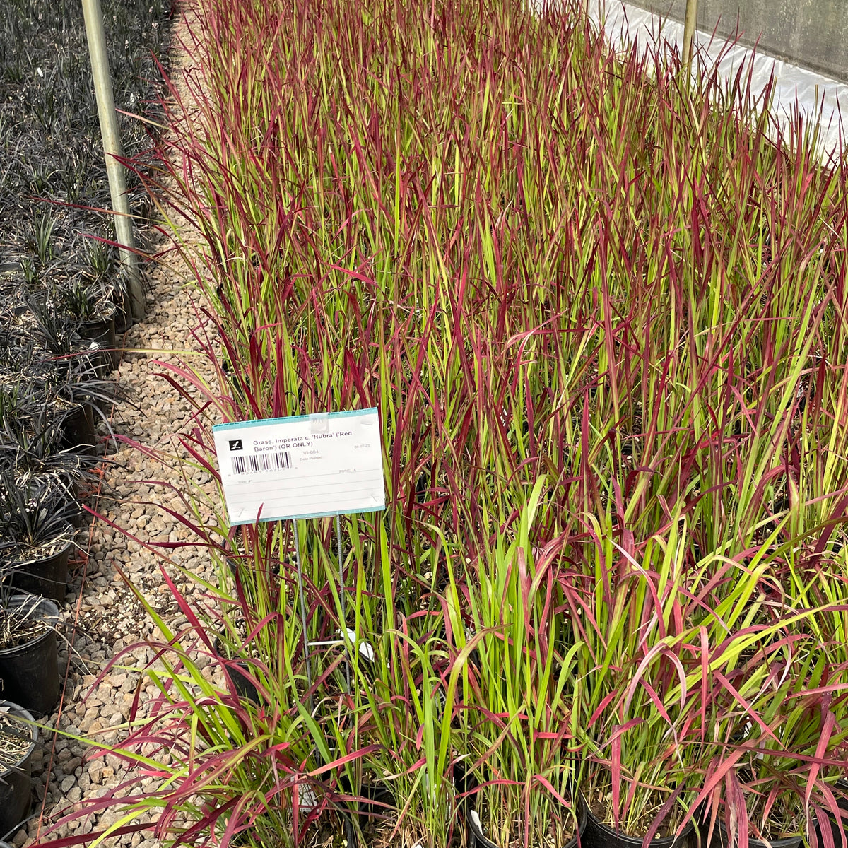 Grass, Imperata c. 'Rubra' ('Red Baron')
