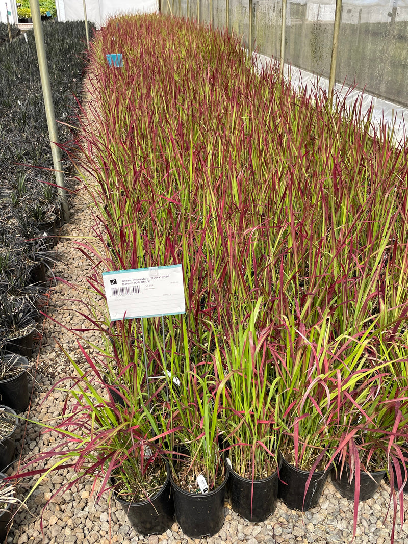 Grass, Imperata c. 'Rubra' ('Red Baron')