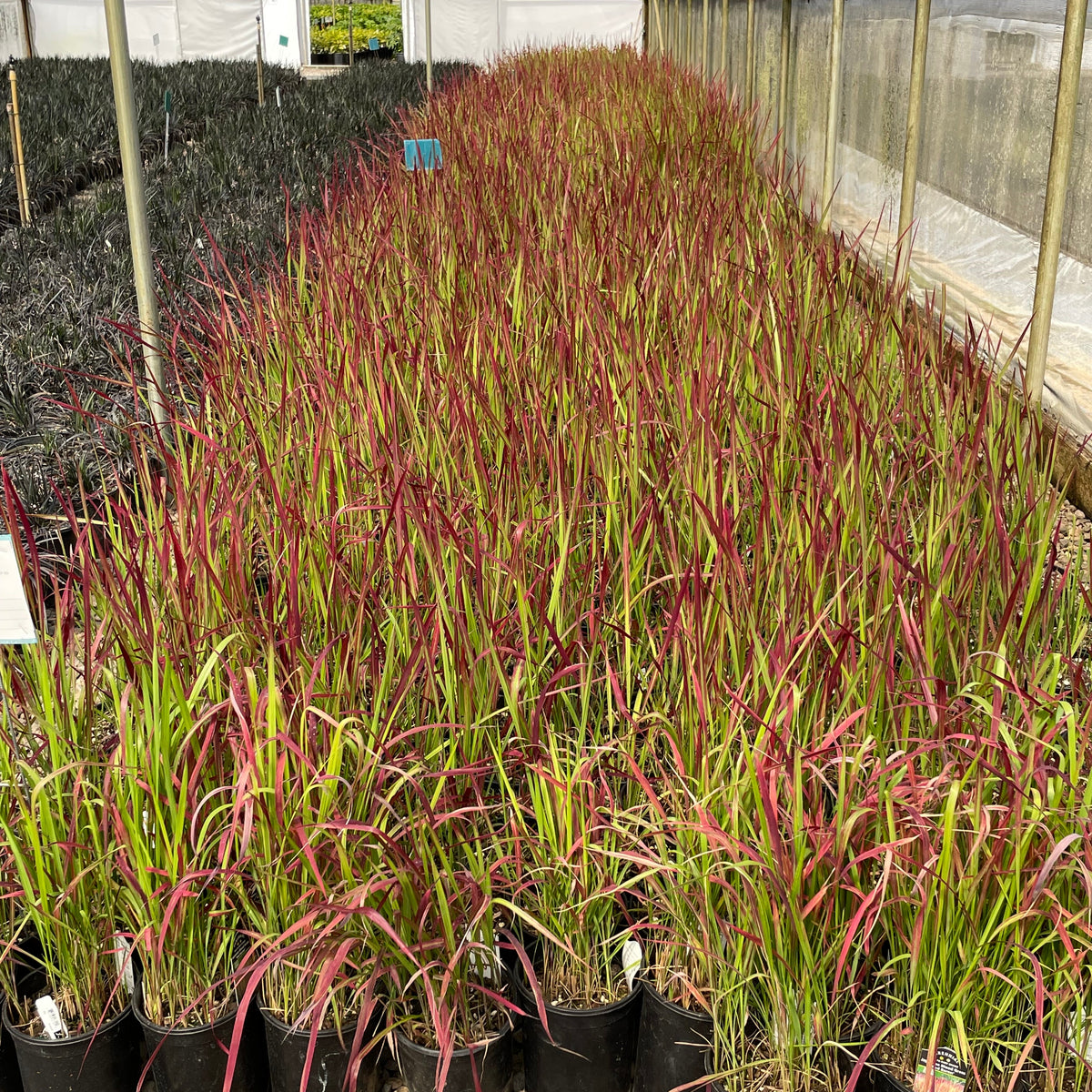 Grass, Imperata c. 'Rubra' ('Red Baron')