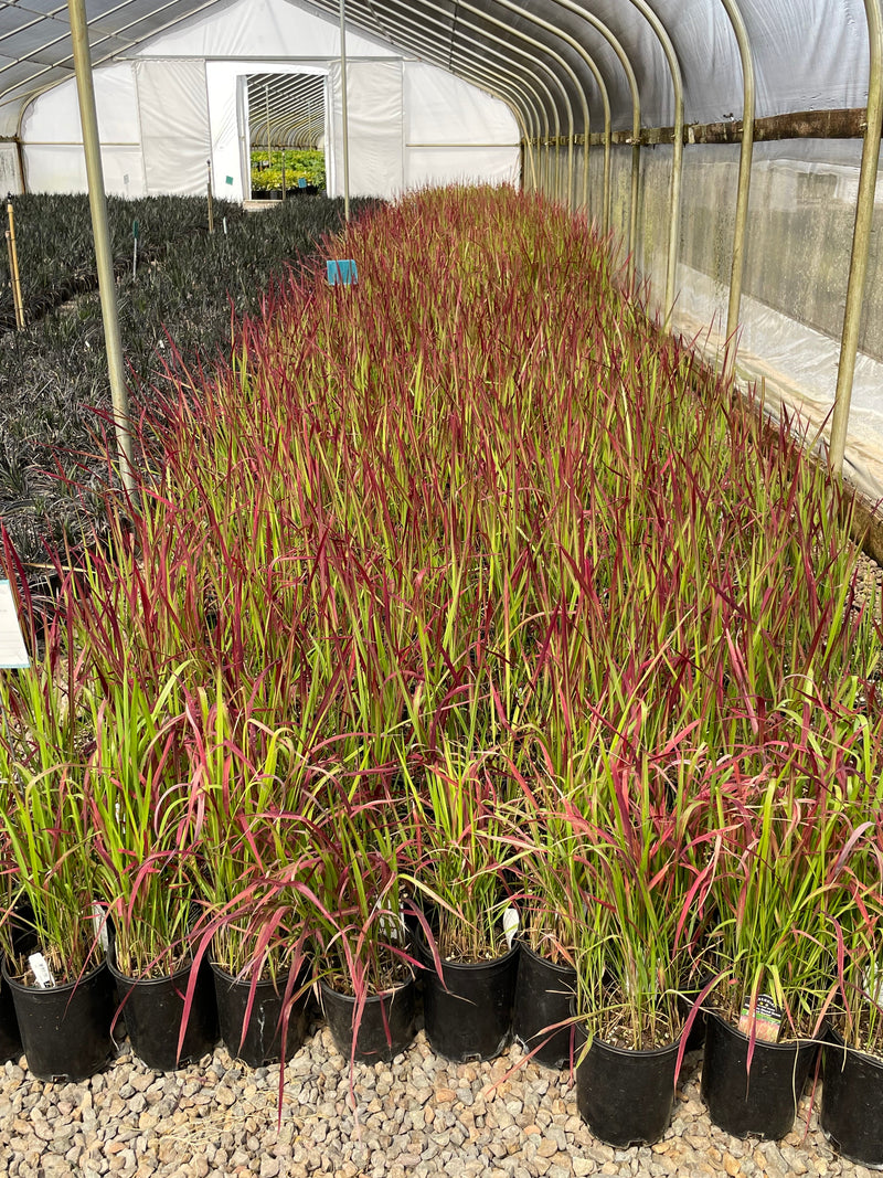 Grass, Imperata c. 'Rubra' ('Red Baron')