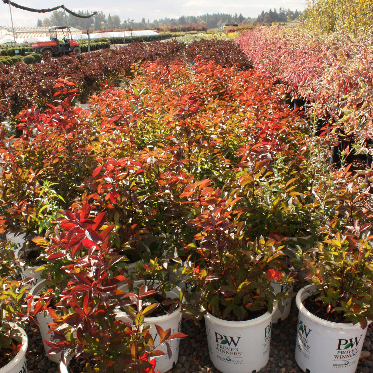 Itea virginica Little Henry® PW PP10988