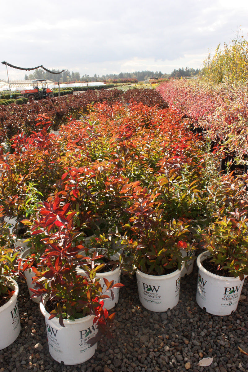 Itea virginica Little Henry® PW PP10988