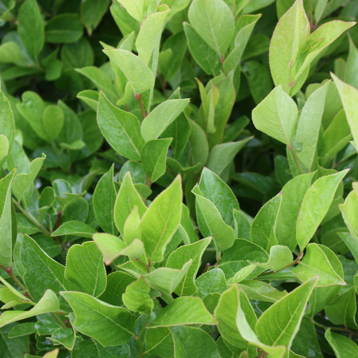 Itea virginica Little Henry® PW PP10988
