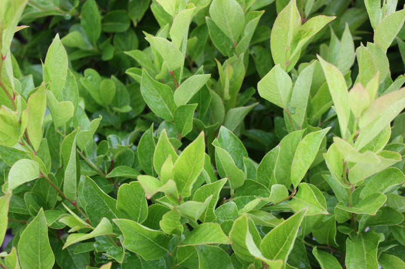 Itea virginica Little Henry® PW PP10988