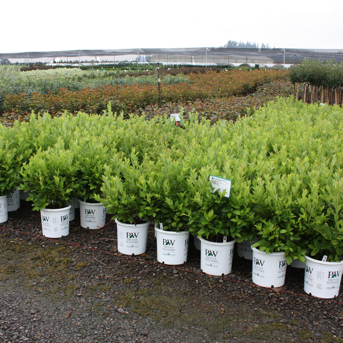 Itea virginica Little Henry® PW PP10988