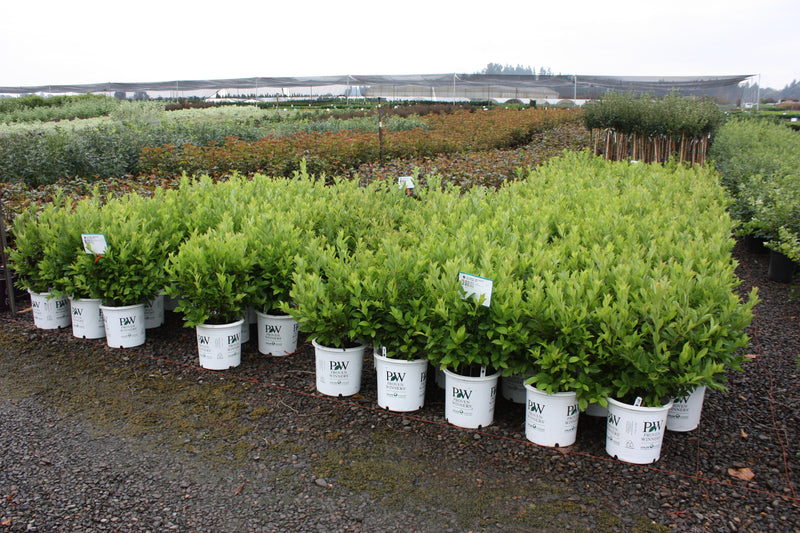 Itea virginica Little Henry® PW PP10988