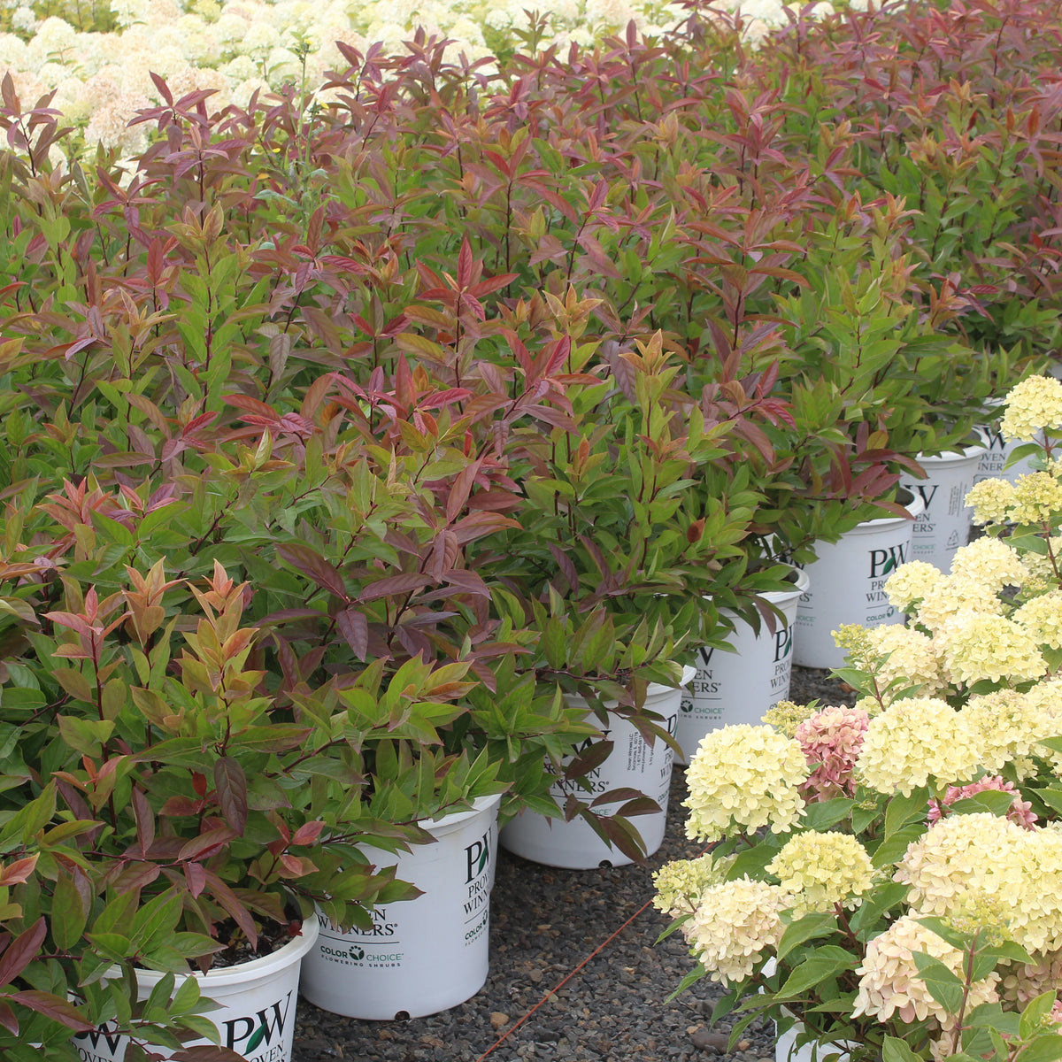 Itea virginica Little Henry® PW PP10988