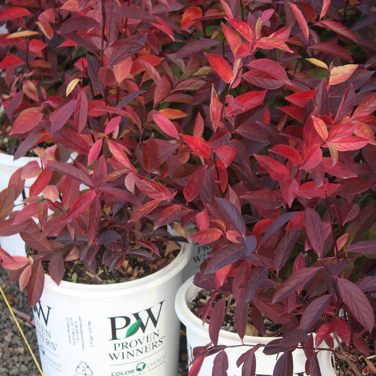 Itea virginica Little Henry® PW PP10988