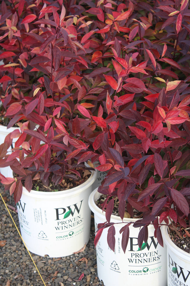 Itea virginica Little Henry® PW PP10988