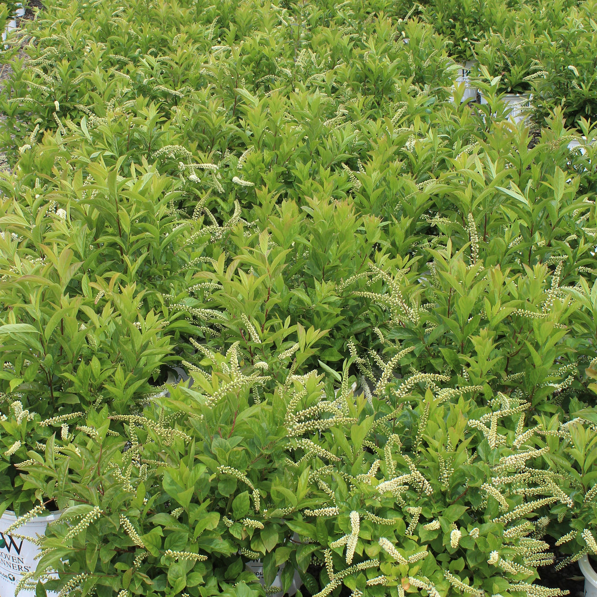 Itea virginica Little Henry® PW PP10988
