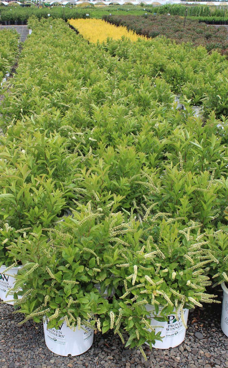 Itea virginica Little Henry® PW PP10988