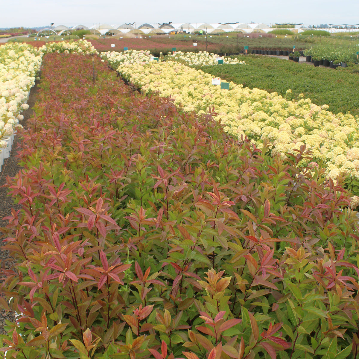 Itea virginica Little Henry® PW PP10988