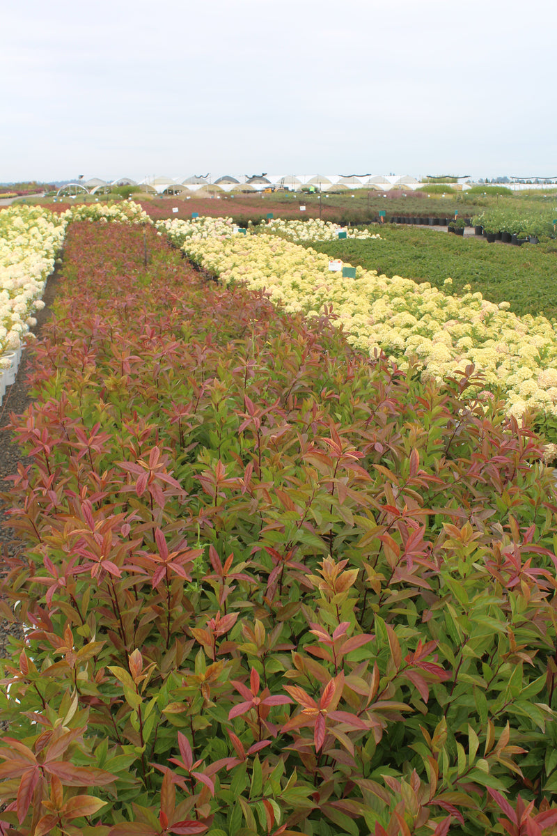 Itea virginica Little Henry® PW PP10988