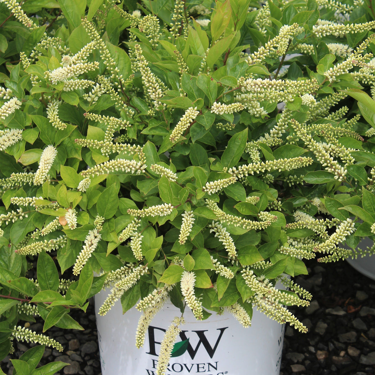 Itea virginica Little Henry® PW PP10988