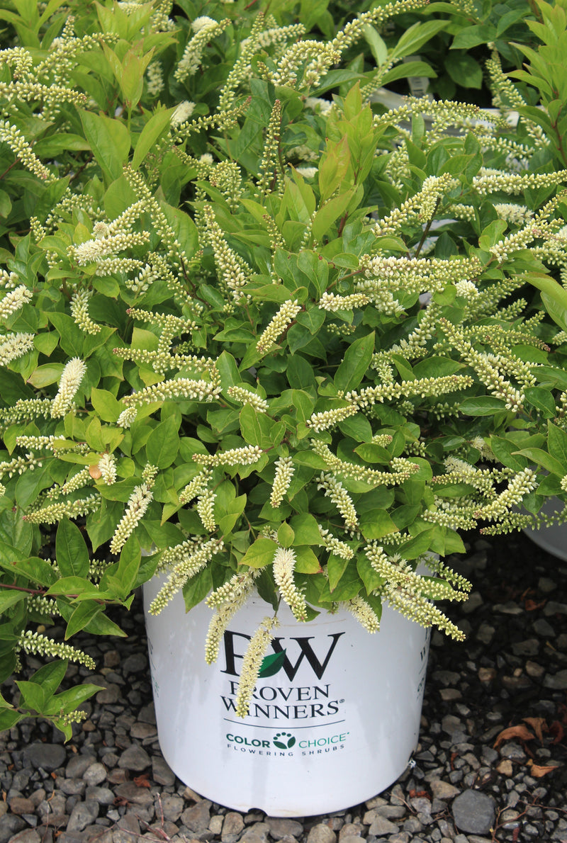 Itea virginica Little Henry® PW PP10988