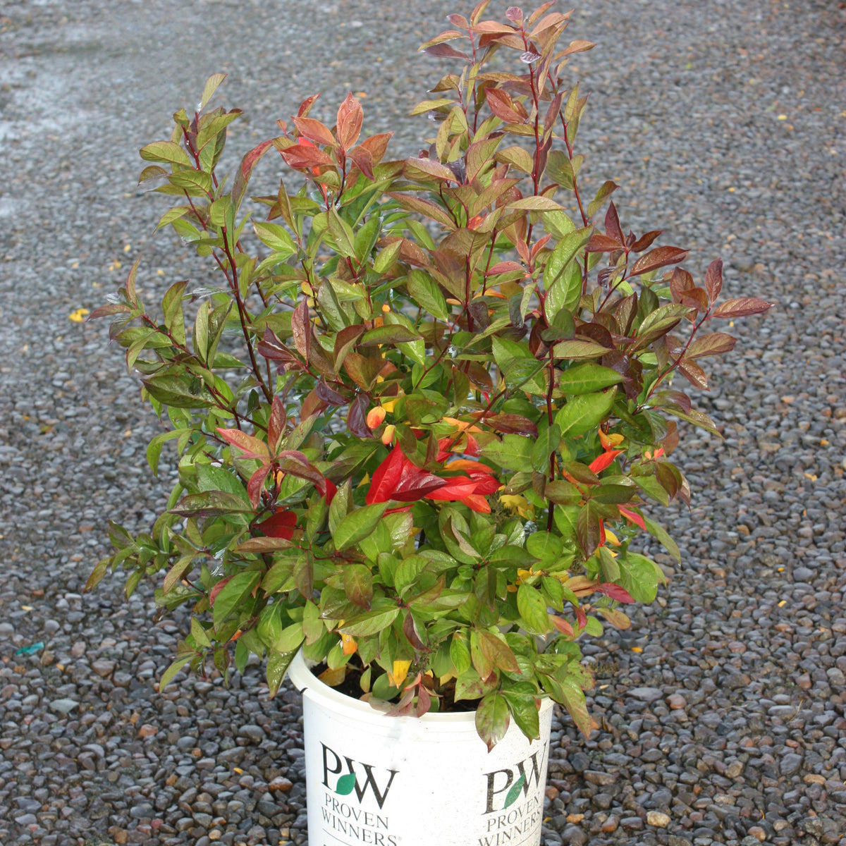 Itea virginica Little Henry® PW PP10988