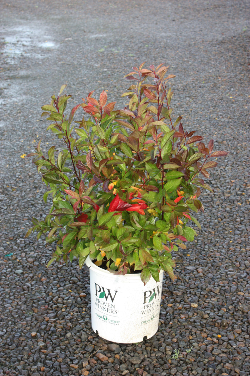 Itea virginica Little Henry® PW PP10988