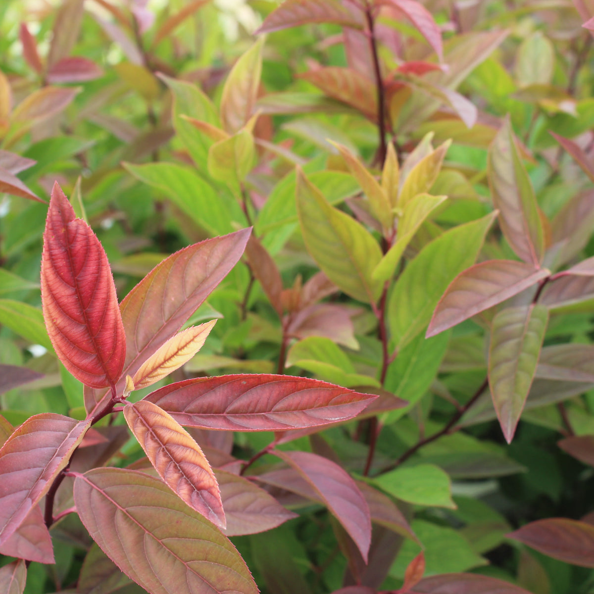 Itea virginica Little Henry® PW PP10988