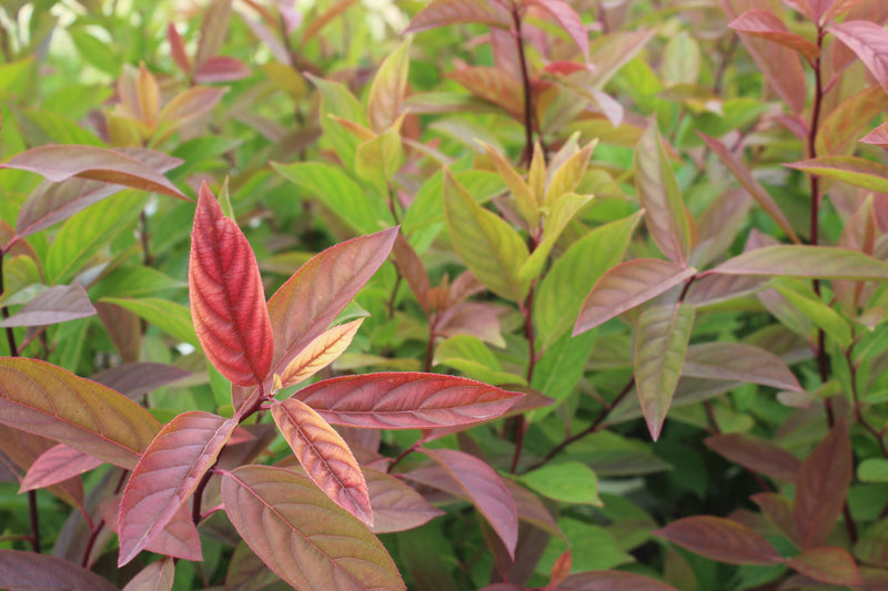 Itea virginica Little Henry® PW PP10988