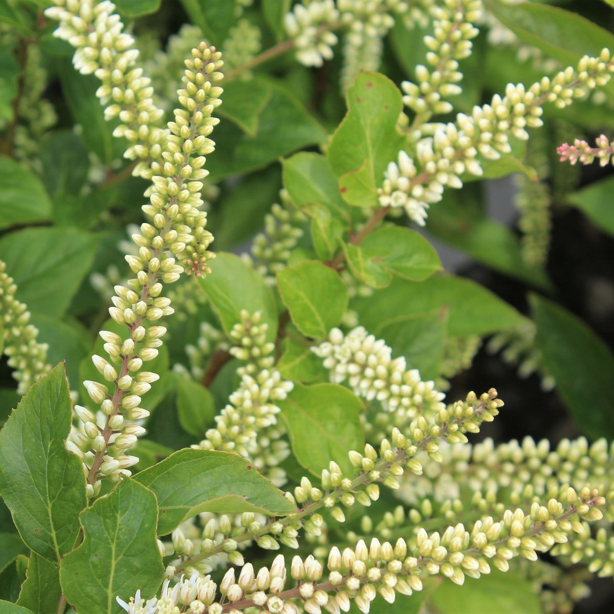 Itea virginica Little Henry® PW PP10988