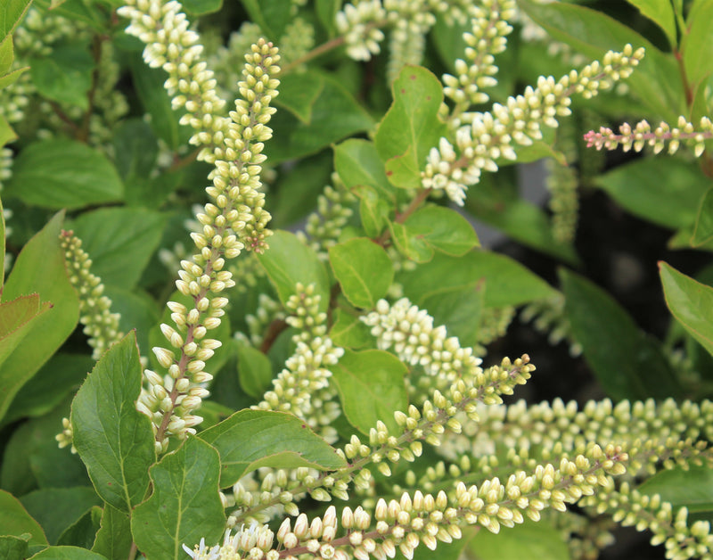 Itea virginica Little Henry® PW PP10988
