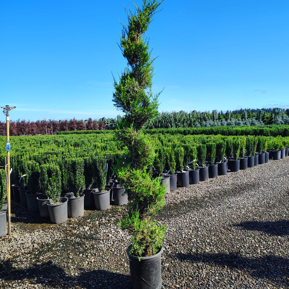 Juniperus chin. 'Spearmint', Spiral