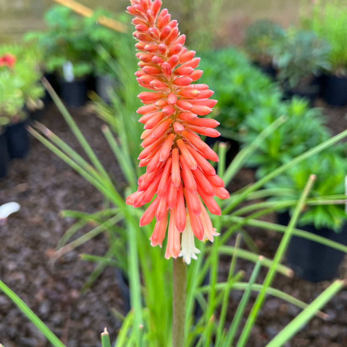 Kniphofia 'Flamenco Mix'