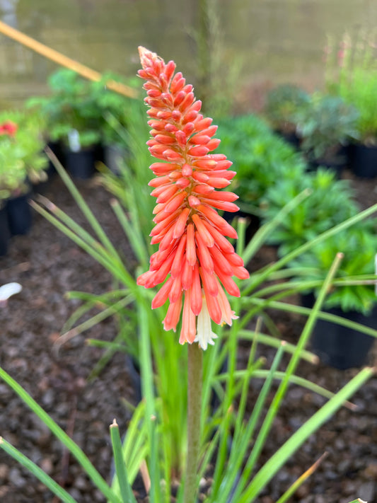 Kniphofia 'Flamenco Mix'