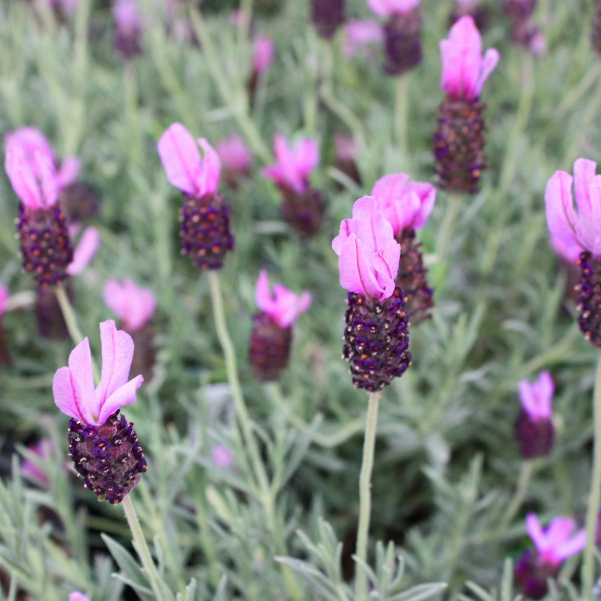 Lavandula stoechas 'Otto Quast'