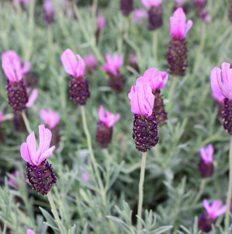 Lavandula stoechas 'Otto Quast'