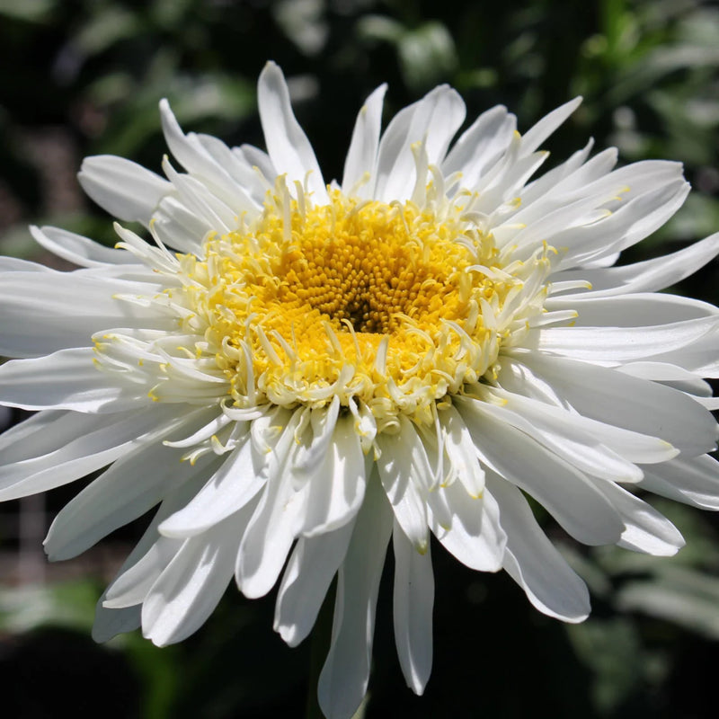 Leucanthemum x s. 'Real Glory' PPAF (white)