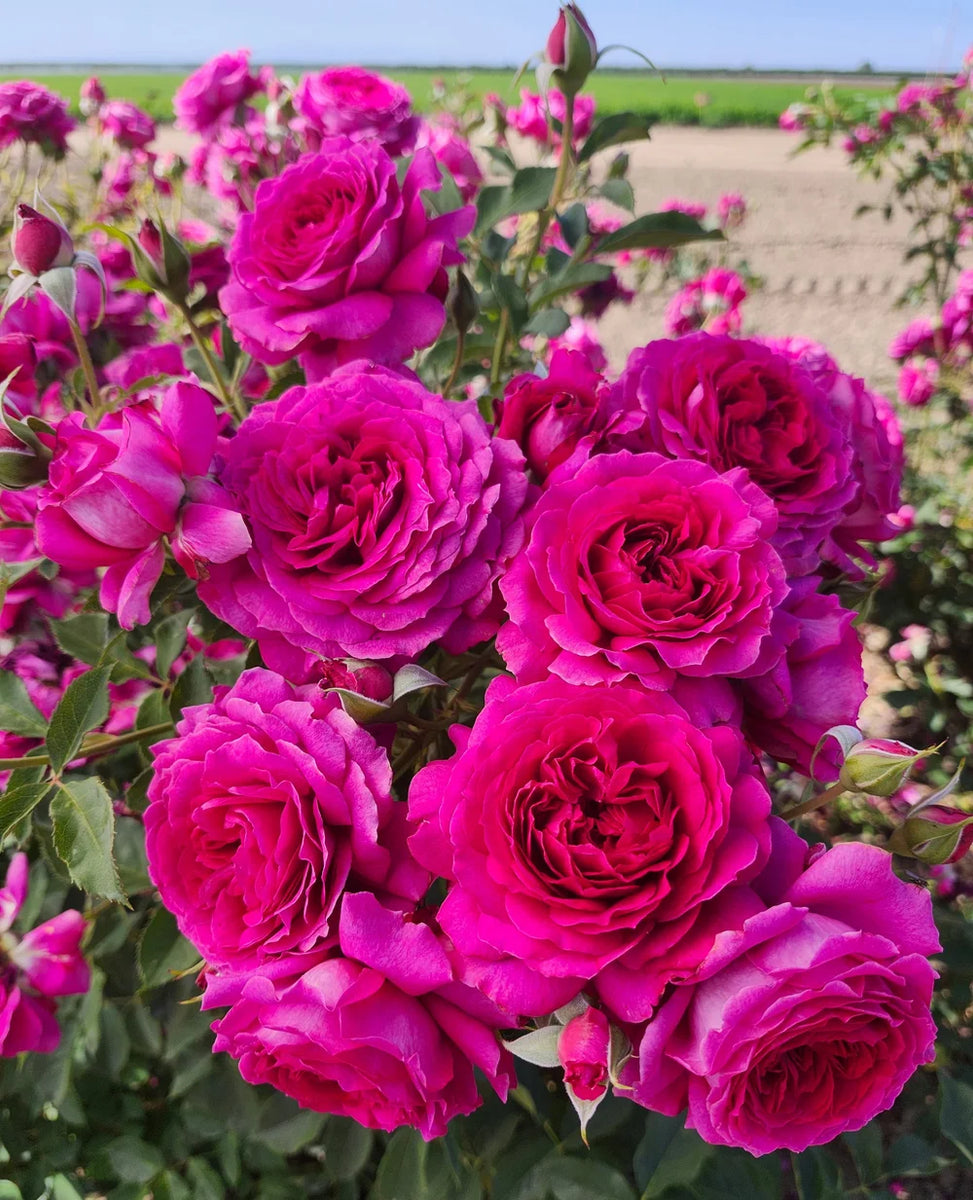 Rosa flor. 'Light Years Away™' PP31861 (white-apricot)