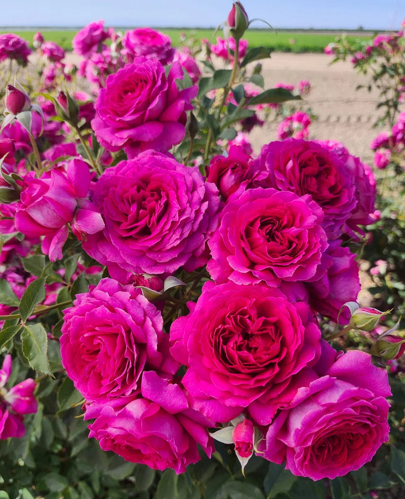 Rosa flor. 'Light Years Away™' PP31861 (white-apricot)