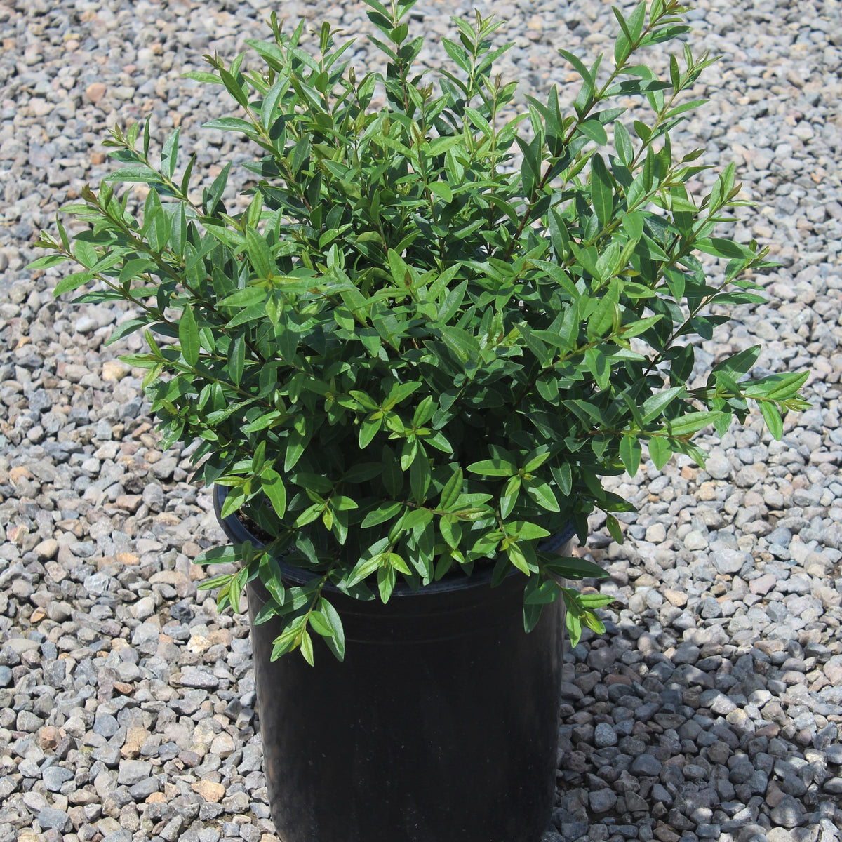Ligustrum v. 'Lodense'