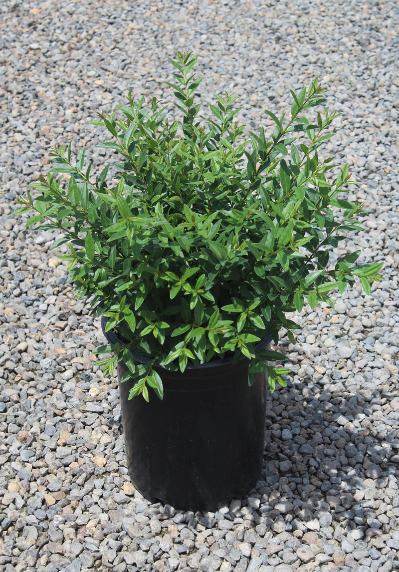 Ligustrum v. 'Lodense'