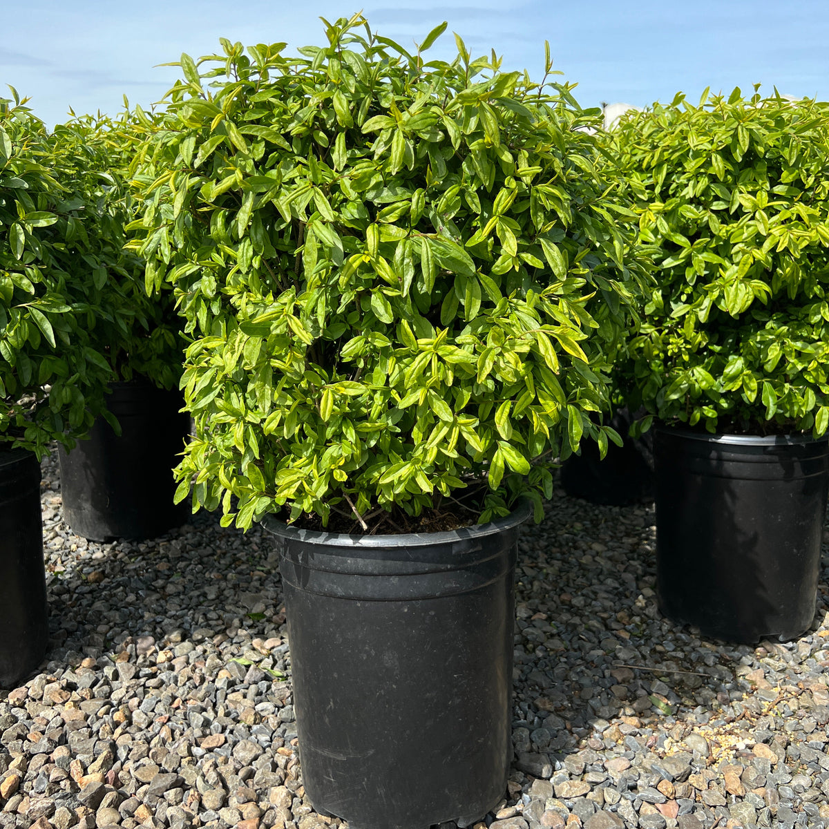 Ligustrum v. 'Lodense'