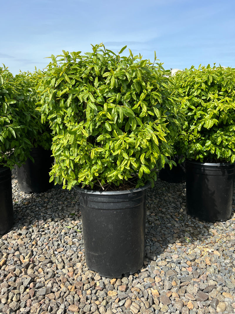 Ligustrum v. 'Lodense'