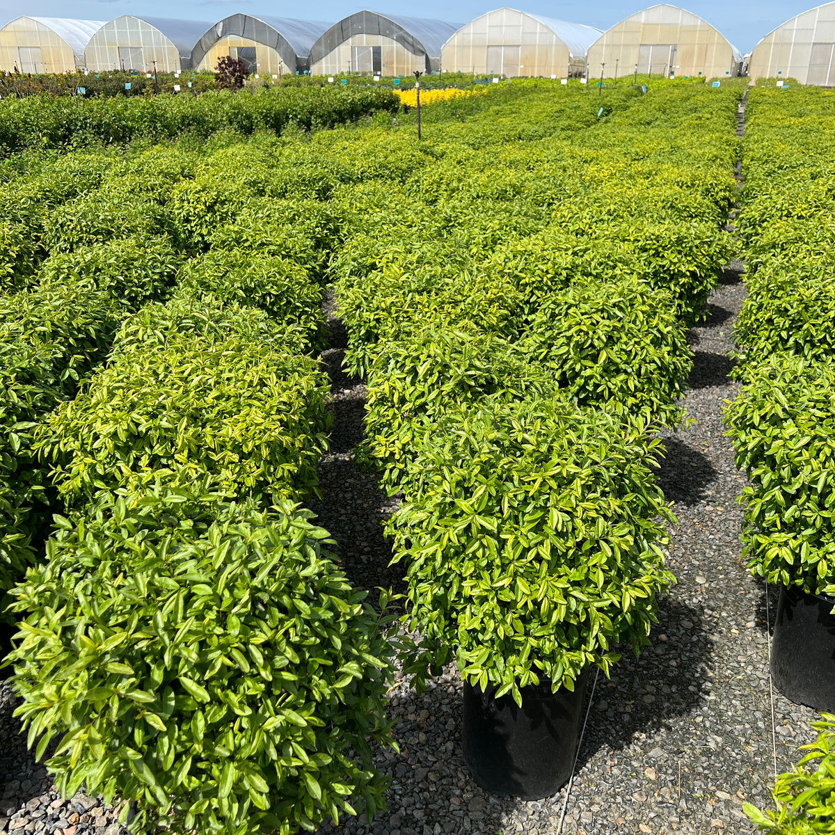 Ligustrum v. 'Lodense'