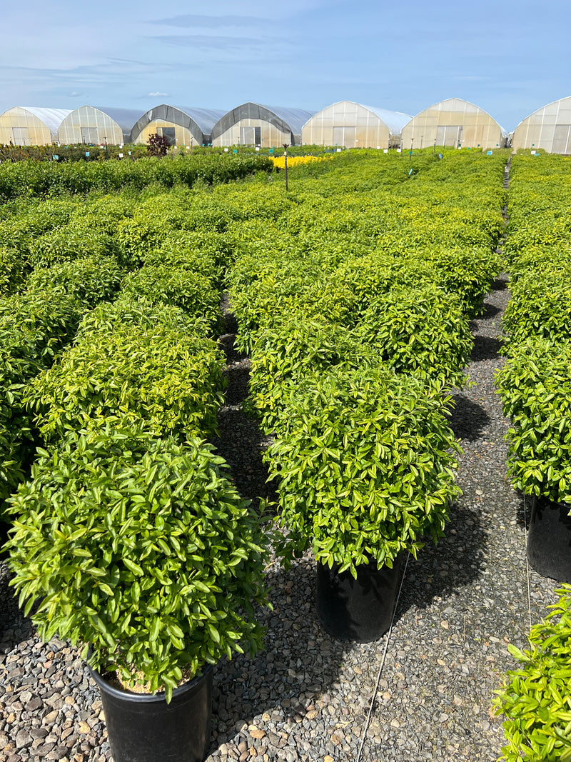 Ligustrum v. 'Lodense'