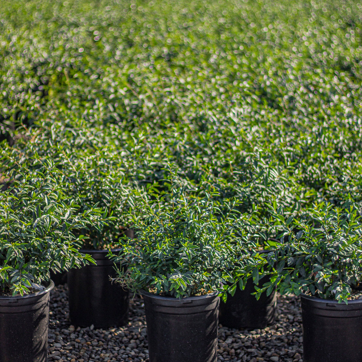 Ligustrum v. 'Lodense'
