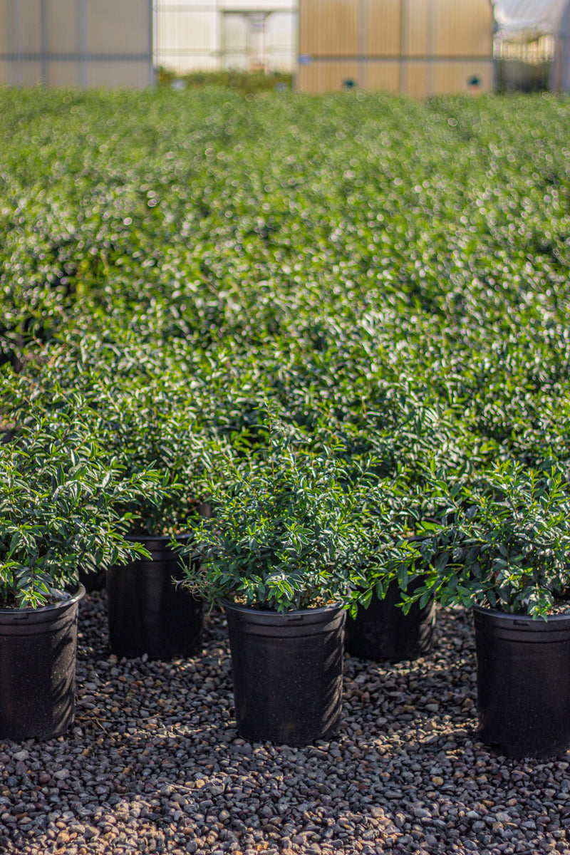 Ligustrum v. 'Lodense'