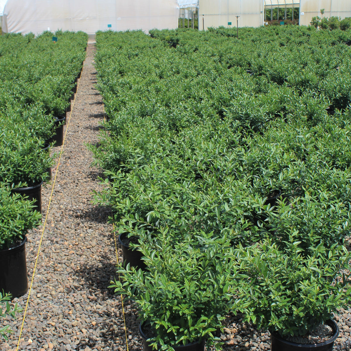 Ligustrum v. 'Lodense'