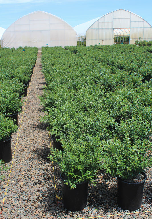 Ligustrum v. 'Lodense'