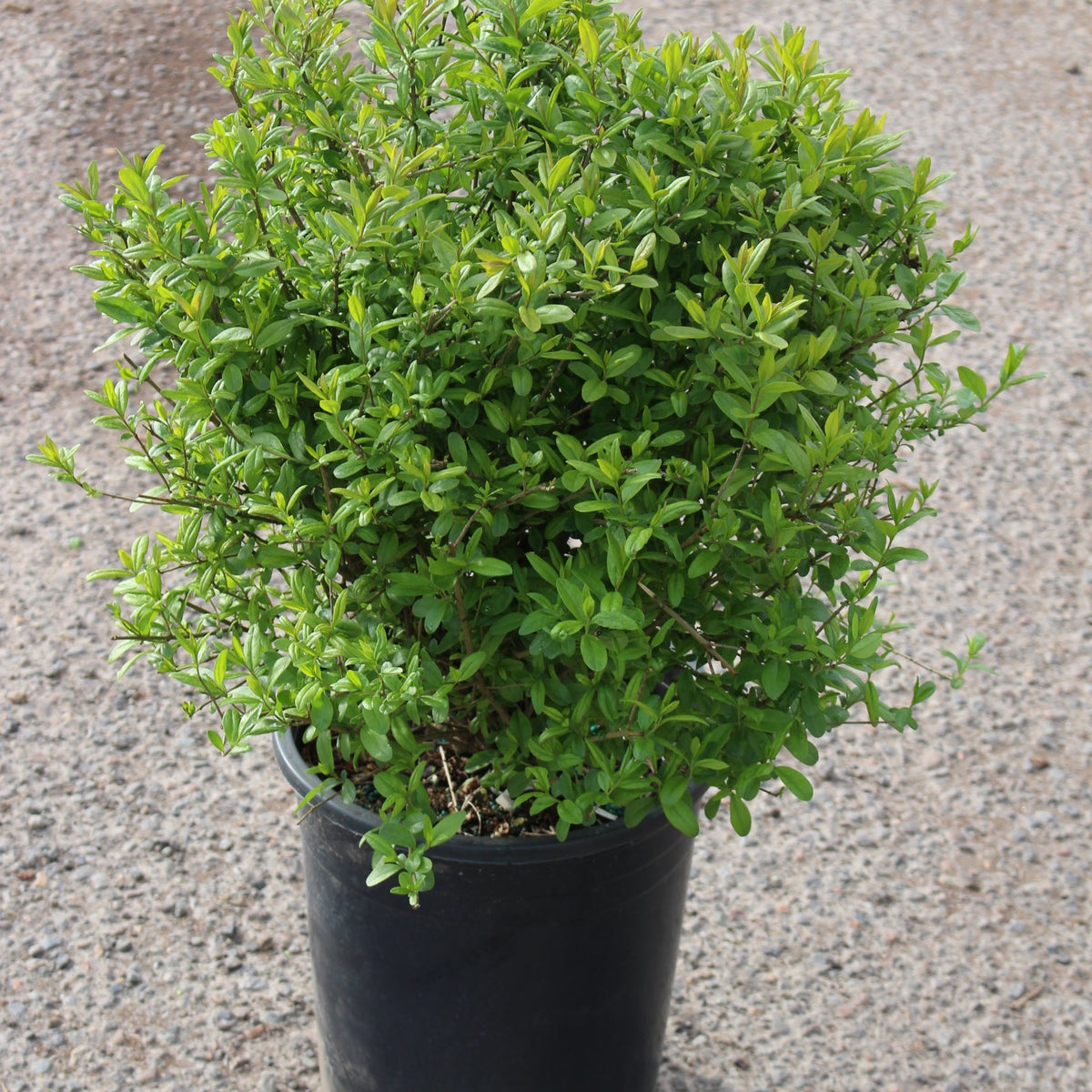 Ligustrum v. 'Lodense'