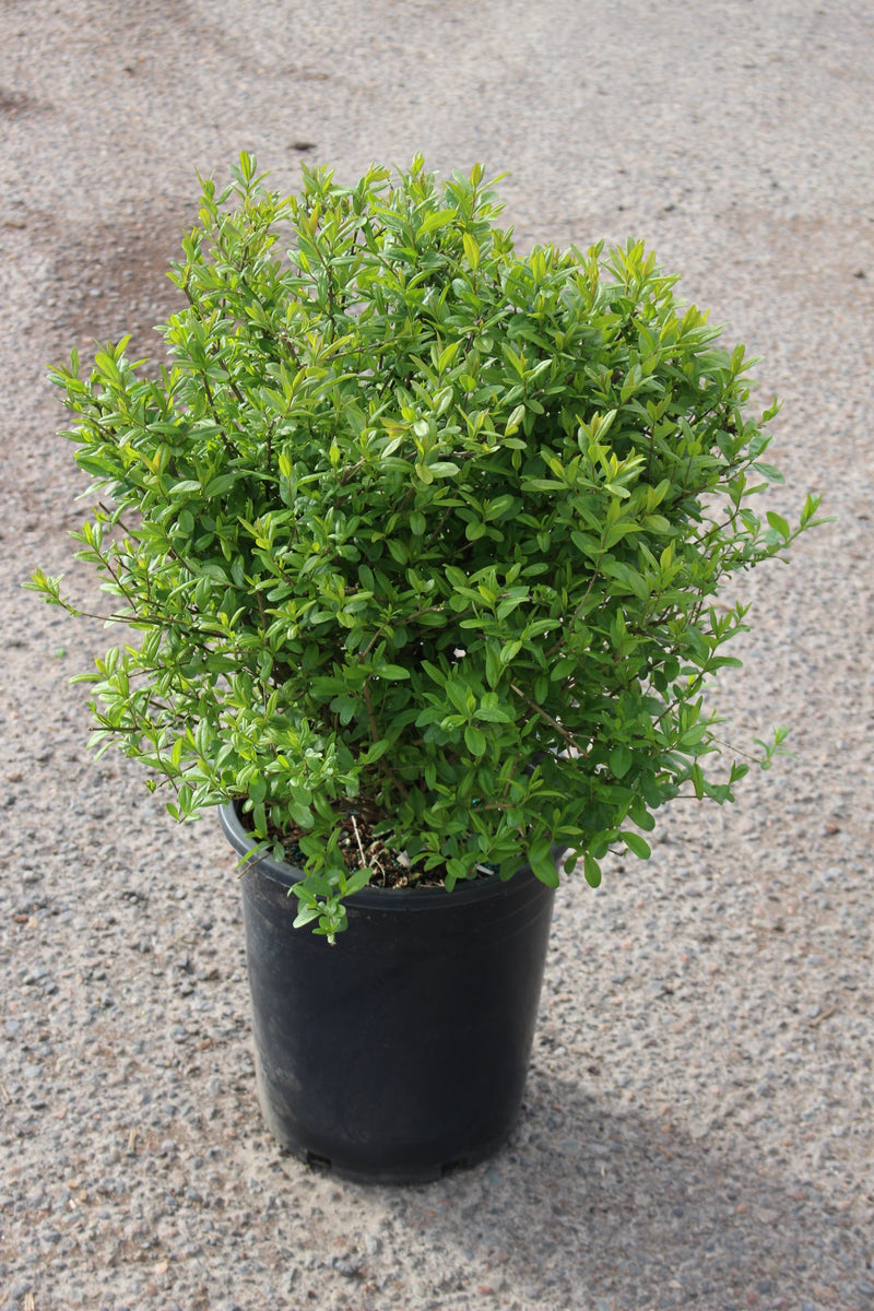 Ligustrum v. 'Lodense'