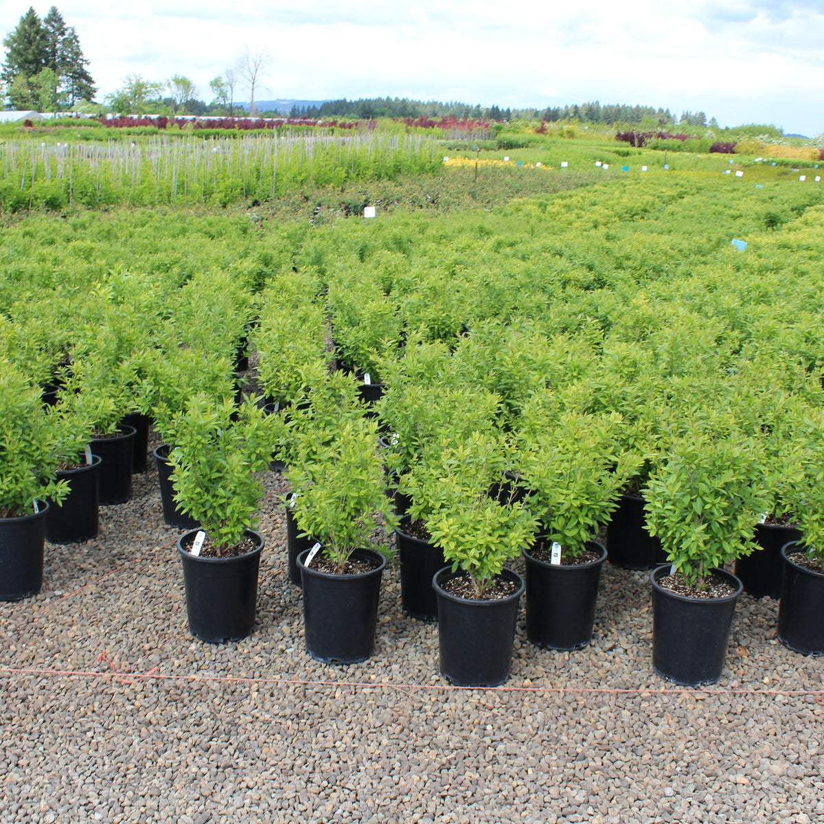 Ligustrum v. 'Lodense'