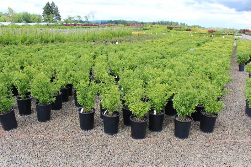 Ligustrum v. 'Lodense'