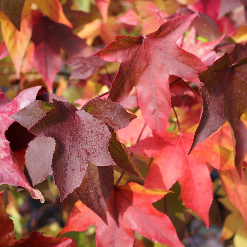 Liquidambar styraciflua