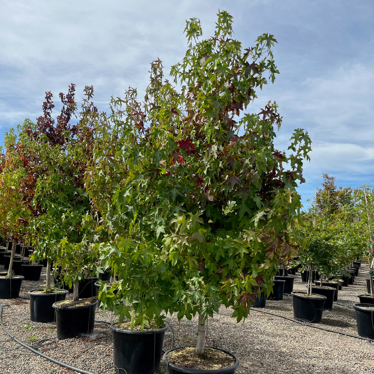 Liquidambar styraciflua