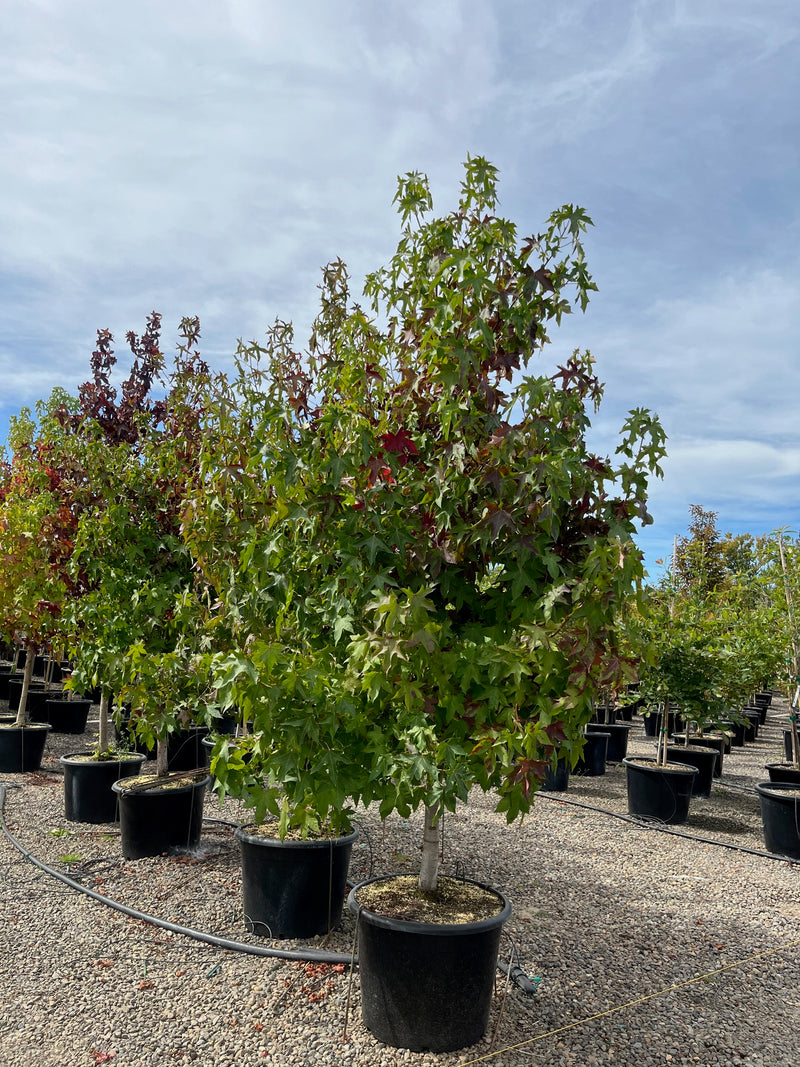 Liquidambar styraciflua